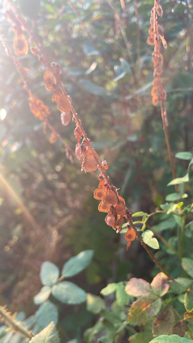 Hedysarum sulphurescens, photograph 4