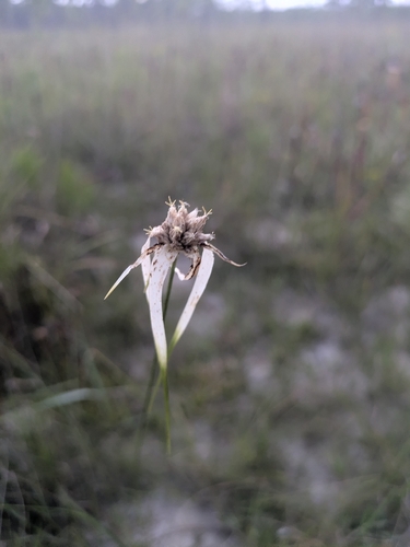 Rhynchospora colorata, photograph 6