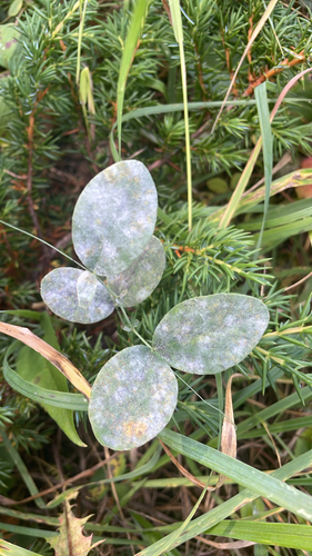 Lathyrus ochroleucus, photograph 5