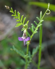 Vicia peregrina