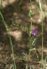 Vicia peregrina