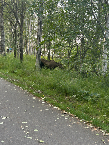 Moose observed by renka