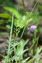 Vicia peregrina
