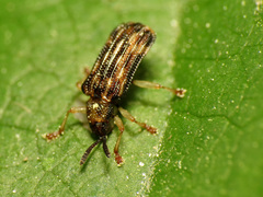 Sumitrosis inaequalis