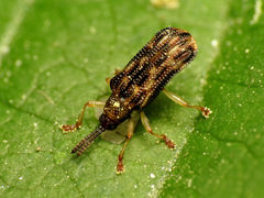 Sumitrosis inaequalis