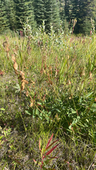 Hedysarum sulphurescens