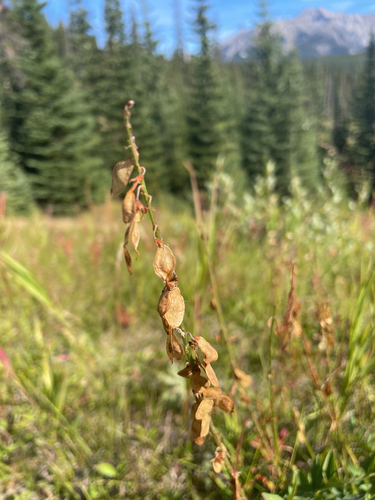 Hedysarum sulphurescens, photograph 2