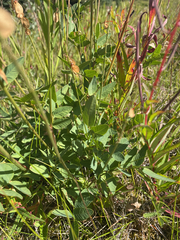 Hedysarum sulphurescens, photograph author not stated, no rights reserved