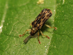 Sumitrosis inaequalis