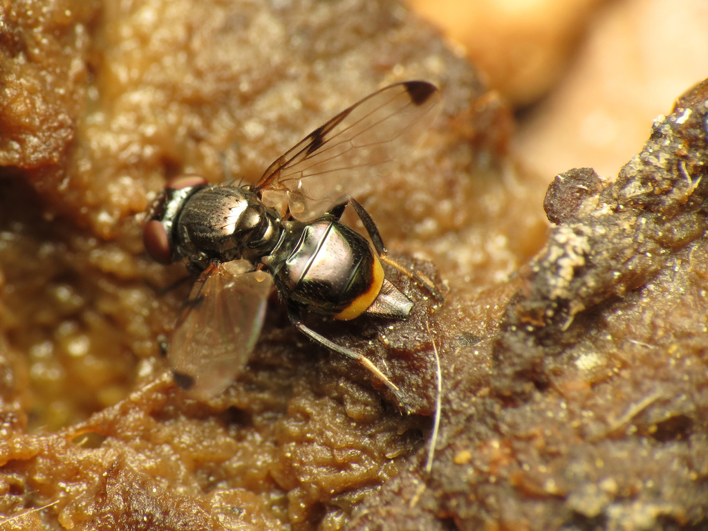 Cornsilk Flies
