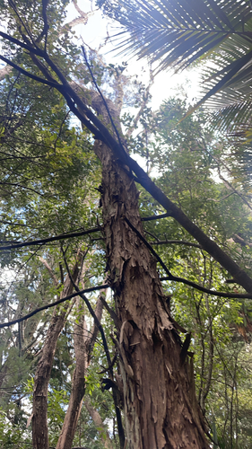 Libocedrus plumosa, 2026-09-02