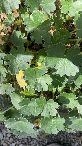 Geranium traversii observed 2026-09-02