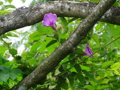 Ipomoea setosa, photograph (c) Alexis López Hernández, some rights reserved (CC BY)