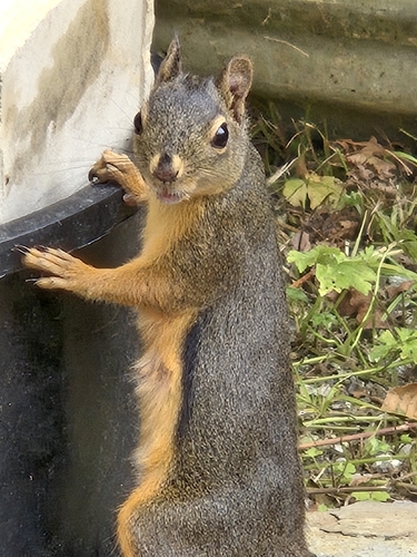 Douglas's Squirrel observed by wildwoodsfarm