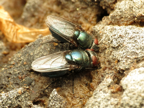 Black Blow Fly photo 4
