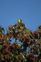 Psittacula cyanocephala