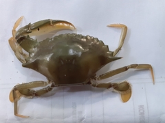 Charybdis padangensis