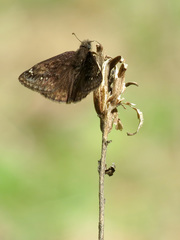 Erynnis juvenalis