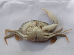 Charybdis padangensis