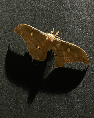 Japanese Silk Moth