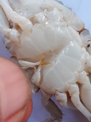 Charybdis padangensis