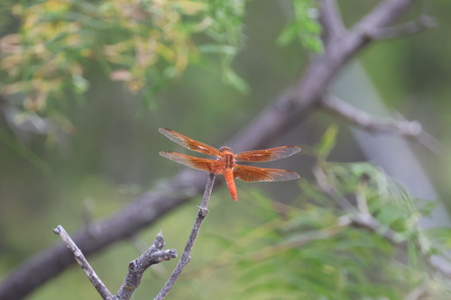 Flame Skimmer