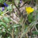 Ranunculus illyricus - Photo (c) Еlena, algunos derechos reservados (CC BY-NC), uploaded by Еlena