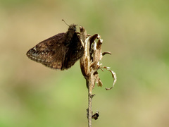 Erynnis juvenalis