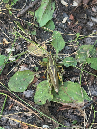 Two-striped Grasshopper