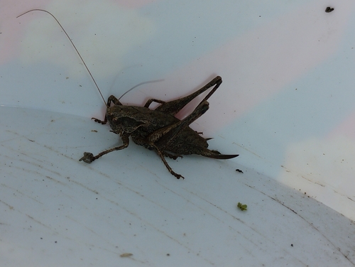 Dark Bush-cricket