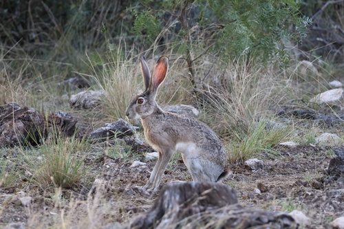 Black-tailed Jackrabbit