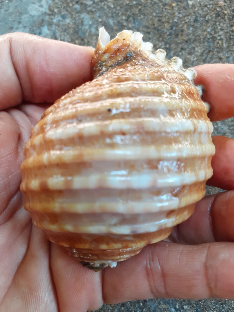 Tonna tessellata (Tonna tessellata)