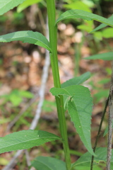 Verbesina helianthoides