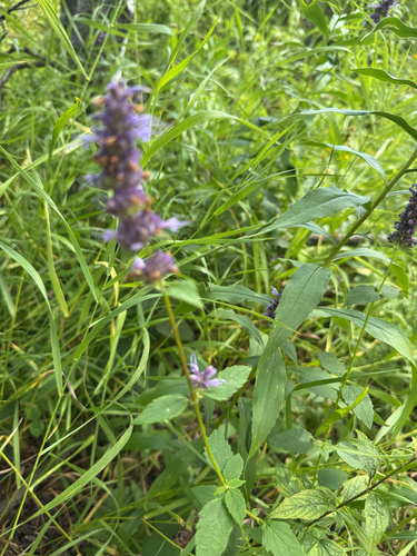 anise hyssop