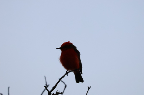 Vermilion Flycatcher