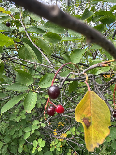 chokecherry