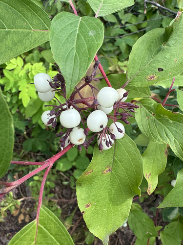 red osier dogwood