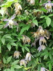 Clematis macropetala