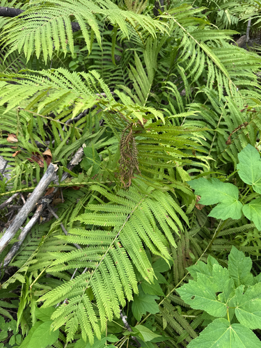 ostrich fern