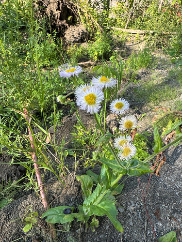Philadelphia fleabane