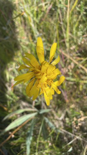 Agoseris glauca
