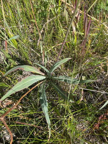 Agoseris glauca, photograph 2
