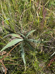 Agoseris glauca, photograph author not stated, no rights reserved
