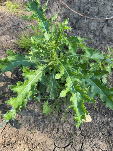 creeping thistle