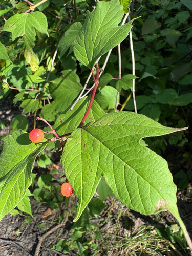 guelder-rose