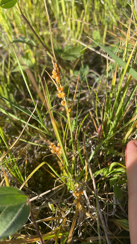 Carex aurea, photograph 2