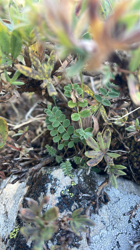 Astragalus alpinus, photograph 3