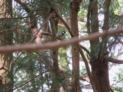 Parus minor