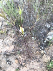 Cordylanthus rigidus