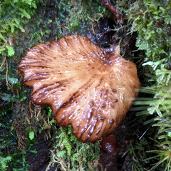 Polyporus nigrocristatus